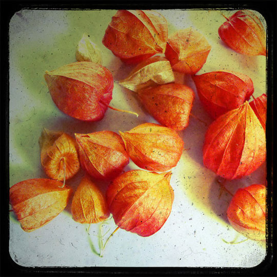 japanese-lantern-pumpkin03_rect540