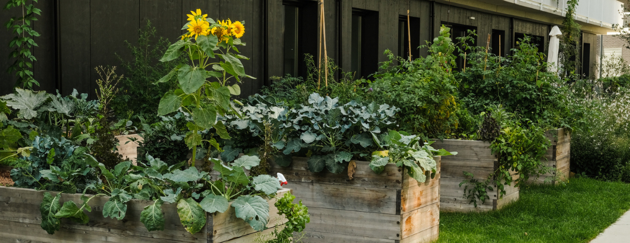 An urban farm with four raised garden beds full of plants.