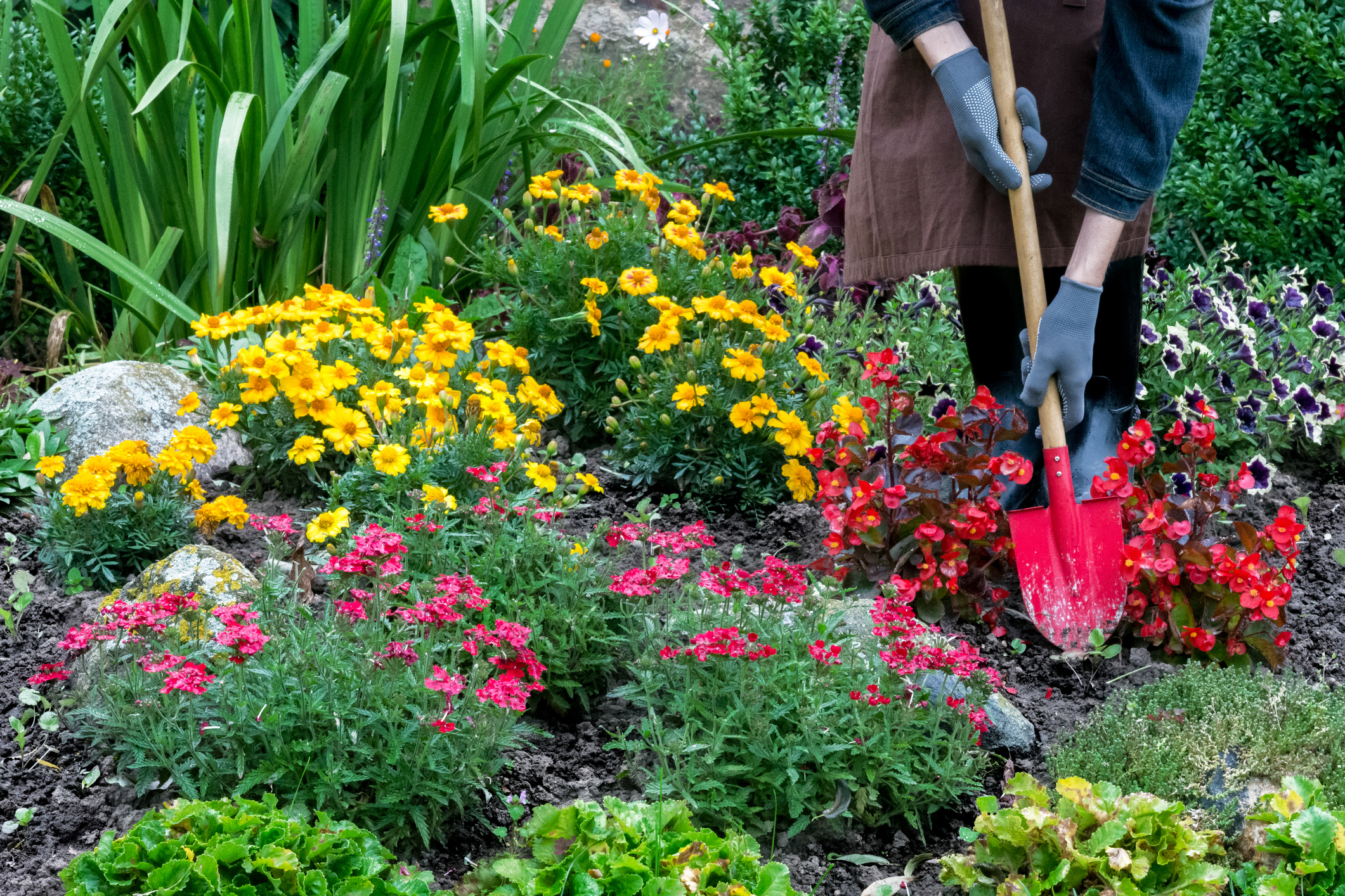 A woman shovels dirt in the flower bed of her garden.
