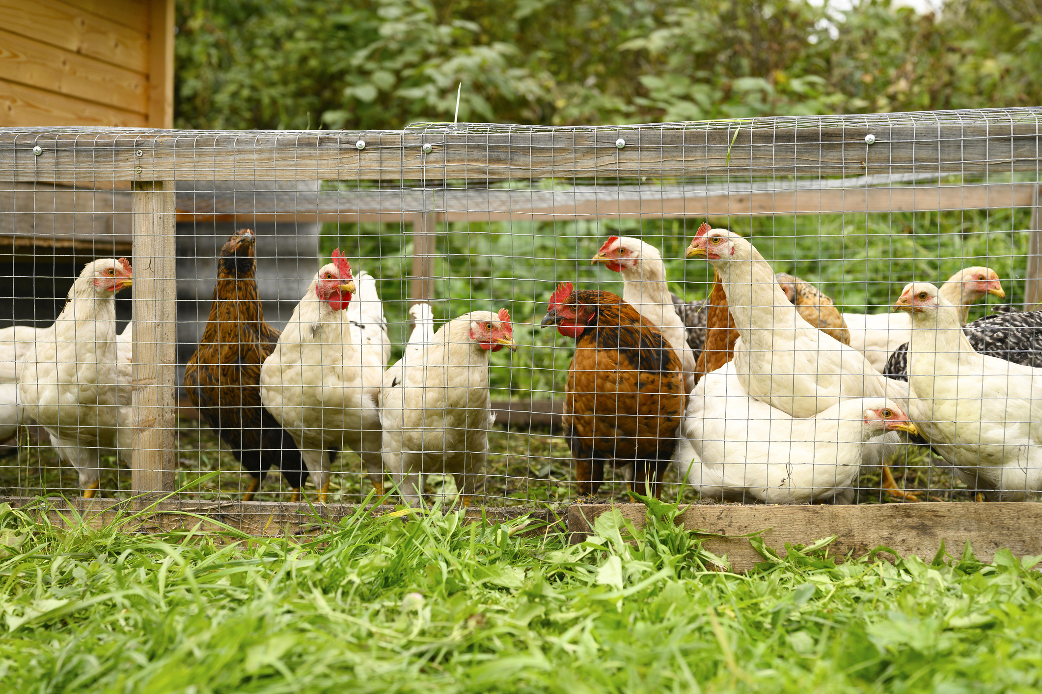 A group of chickens in a backyard coop.