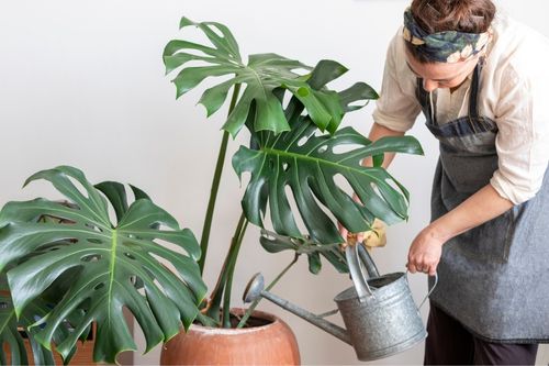 Woman watering a Swiss cheese plant from a watering can in her living room