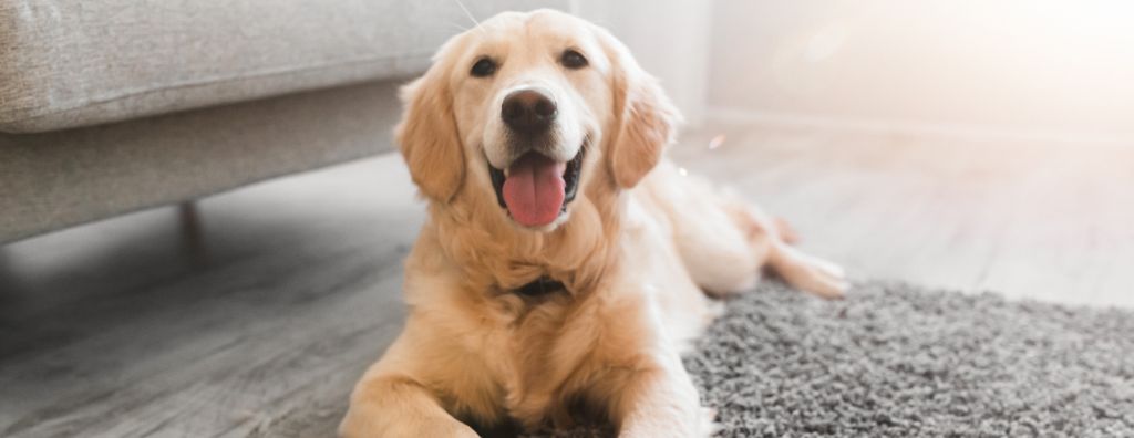 A golden retriever sits on a grey living room carpet after the house has been thoroughly cleaned