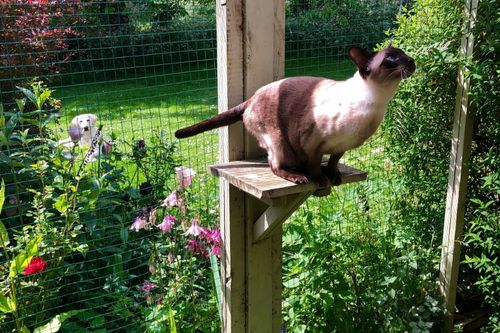 A Tonkinese cat about to jump onto a tree outside in the safety of a cat proofed garden catio with flowers in the background.