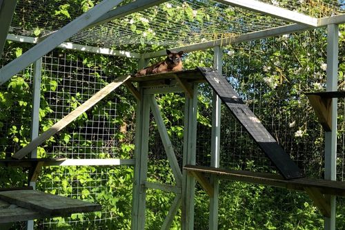 A brown mink cat lounging in their catio enclosure enjoying the sun from a perch above.