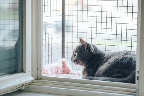 A shot from indoors looking outdoors of a gray cat sitting in a catio lined with wire on a window ledge.