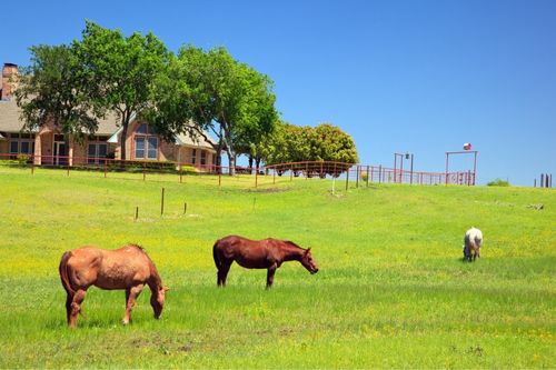 A mare and her colt graze in a pasture on an equestrian property.