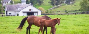 A mare and her colt graze in a pasture on an equestrian property.