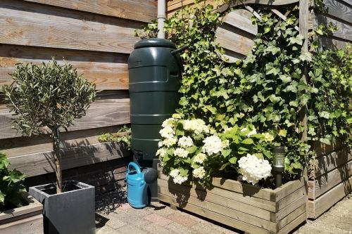 A rainwater barrel tucked in an outdoor corner of a house with wood siding. The barrel is lifted off the ground enough so the spout can drain directly into a watering can.